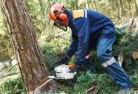 Glendale NSWtree-cutting-services-21.jpg; ?>